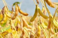 �󶹰�����ʲôҩ