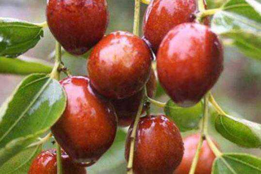 �����ѩ������� �Զ���ĺô�