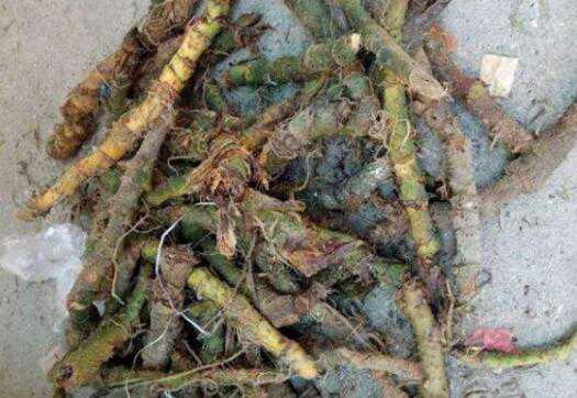 刺芋的功效与作用 刺芋怎么吃好