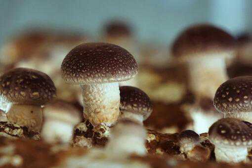 ��򵥵��㹽��ֲ������ʲô