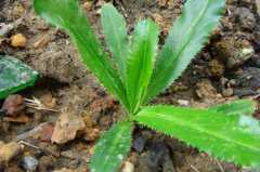 ��ܾݴ�Ĺ�Ч�����ã���ܾݴ��ʳ�ý���