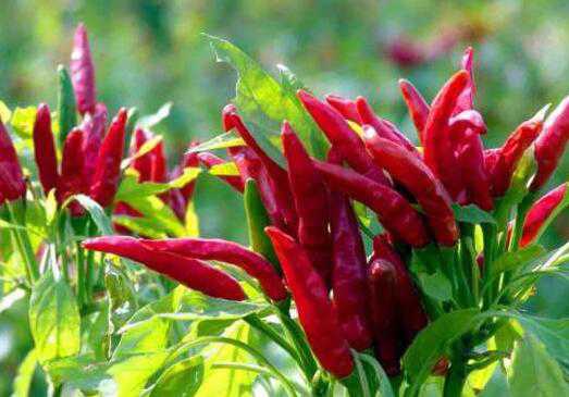 �����Ĺ�Ч������ �����Ľ���