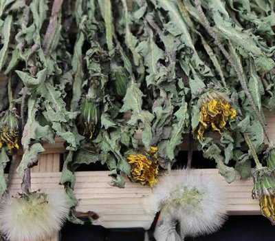 晒干的蒲公英怎么吃