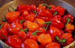 ����������ô�ԣ�����������ʳ�÷���