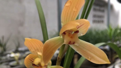 刚移盆的兰花要浇水吗