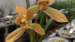 �׻��ײݻ���Ľ���Ʒ��