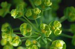 ��ꪵĹ�Ч�����õ�����ֱ淽����ʳ�÷�����ʽ