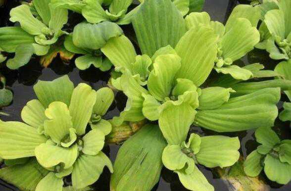 ���i�Ĺ�Ч������ ���i��ʳ�ý���