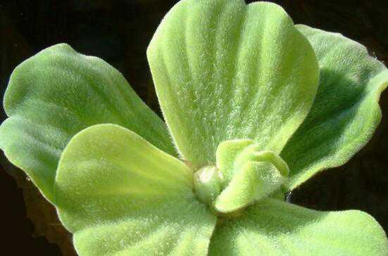 ���i�Ĺ�Ч������ ���i��ʳ�ý���