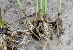 ���������ø���ʲôҩ����