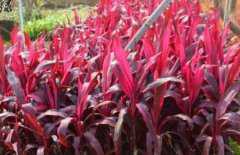 �콶����ֳ������ע������