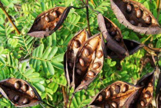 �����Ǻ�С���ǵ����� ���ǵĹ�Ч