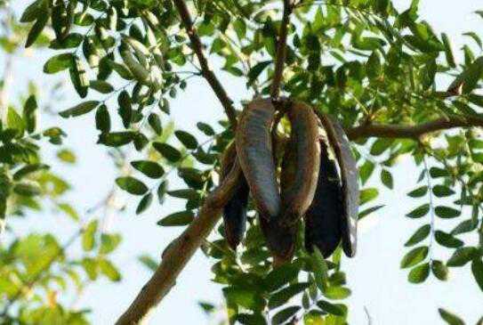 �����Ǻ�С���ǵ����� ���ǵĹ�Ч