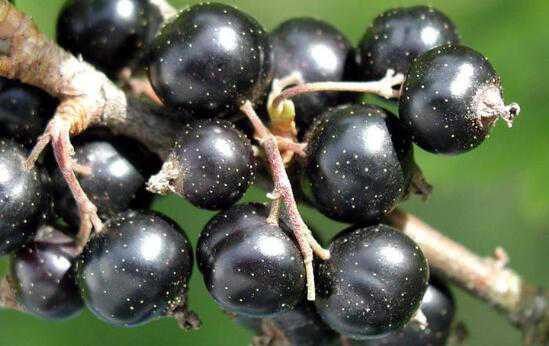 黑加仑有什么功效 吃黑加仑的好处