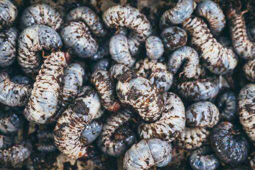 �Ʒ۳������������Ƕ���