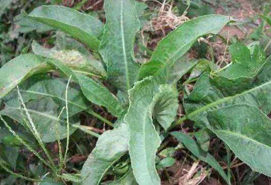 Ұ��ƵĹ�Ч������