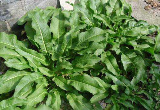 Ұ��ƵĹ�Ч������