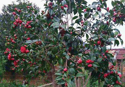 �ڳ�컨�Ͳ�Ĺ�Ч������