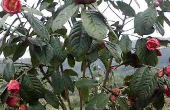 �ڳ�컨�Ͳ�Ĺ�Ч������