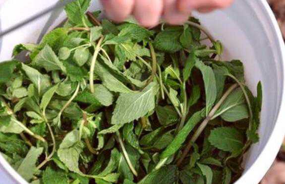 野薄荷与臭薄荷的区别