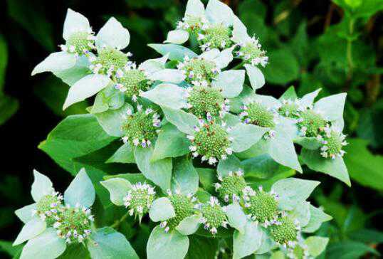 野薄荷与臭薄荷的区别