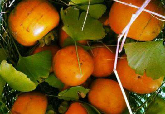 Ұ���ӵĹ�Ч������ Ұ������ô�Ժ�