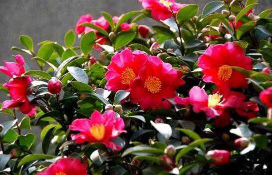 ��÷����ֳ�������޼�