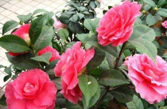 ��÷����ֳ�������޼�