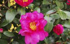 茶梅的养殖方法及注意事项