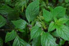 ����ݺ�����ӵ���������ݵĹ�Ч