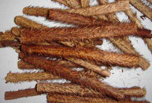 红毛五加皮的功效与作用