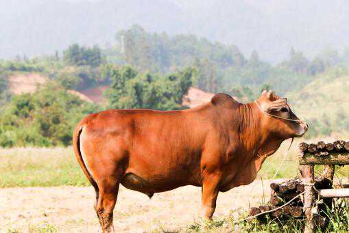 2021��������ͷţ�����в���