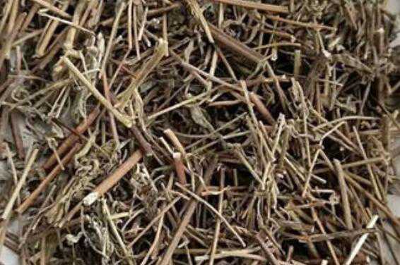 香薷的功效与作用 香薷的副作用