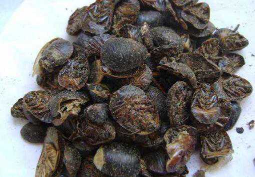 吃土鳖对人有什么好处 土鳖虫怎么吃效果最好