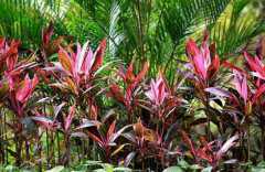 �콶�Ĺ�Ч������