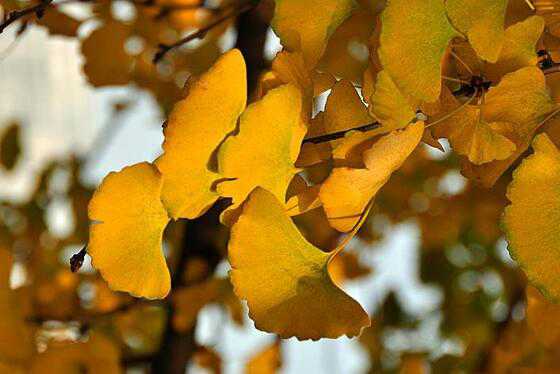 ����ҶƬ�Ĺ�Ч������ ����ҶƬ�ĸ���������Щ