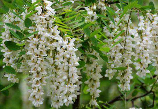 �󻱻��Ĺ�Ч�����