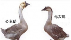 ôֹĸ
