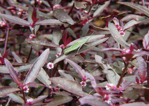 �����ݵ����ü�ʳ�÷���