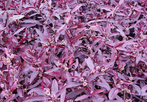 �����ݵ����ü�ʳ�÷���