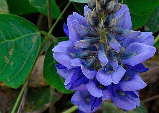 �ϸ𻨵������빦Ч