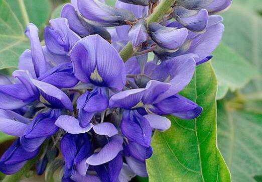 �ϸ𻨵������빦Ч