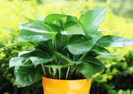 什么防辐射 防辐射的食物有哪些