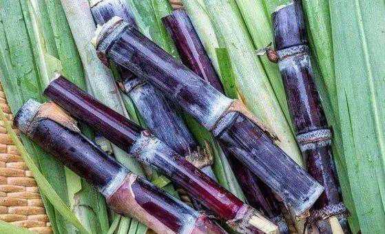 甘蔗的功效与作用 吃甘蔗的好处