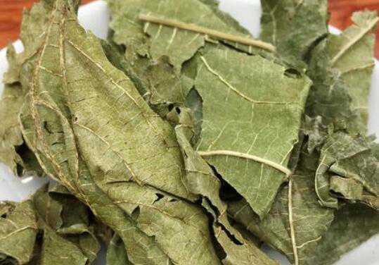桑叶的用处和泡水喝的作用