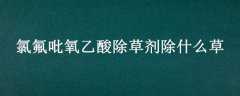 ȷݼʲô