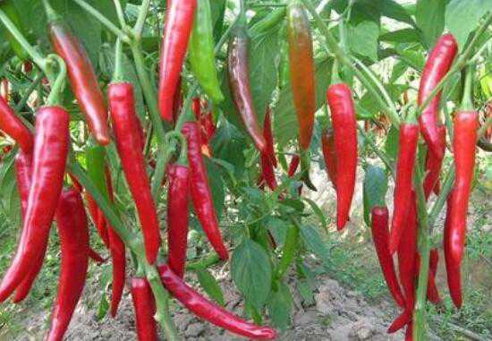 �������ݵĹ�Ч������