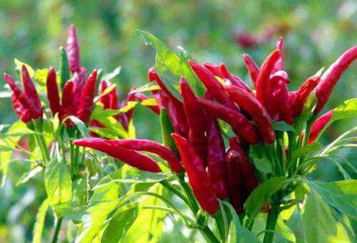 �������ݵĹ�Ч������