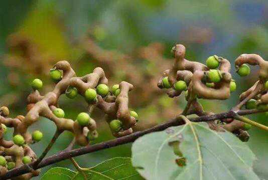 枳椇子怎么泡水 枳椇子泡水的功效与作用