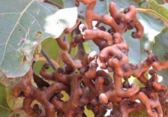 ���ח����ח������� ���ח��Ĺ�Ч